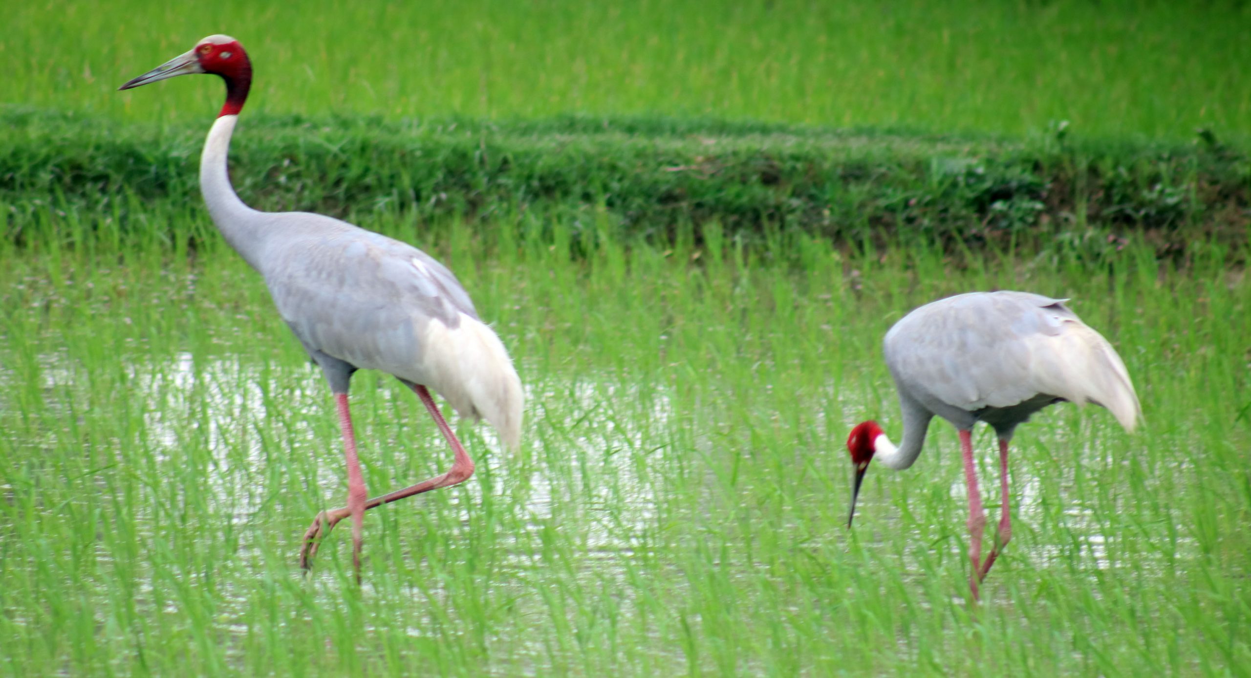 सिमसार क्षेत्र मासिएपछि सारस घट्दै